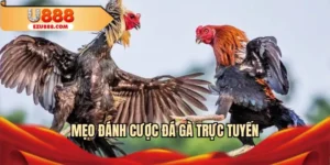 Mẹo đánh cược đá gà trực tuyến