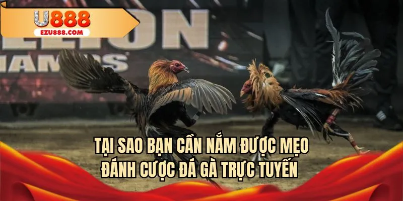 Tại sao bạn cần nắm được mẹo đánh cược đá gà trực tuyến