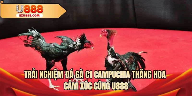 Trải nghiệm đá gà C1 Campuchia thăng hoa cảm xúc cùng U888